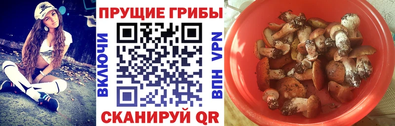 Галлюциногенные грибы Psilocybine cubensis  Одинцово 